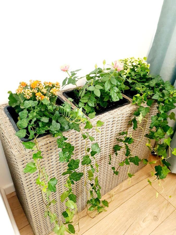 Eden Apartment クルージュ＝ナポカ エクステリア 写真